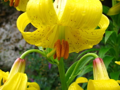 Lilium monadelphum