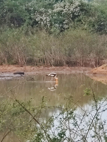Painted Stork (Mycteria leucocephala), photo 6