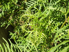 Pteris dentata