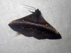 Hadennia mysalis