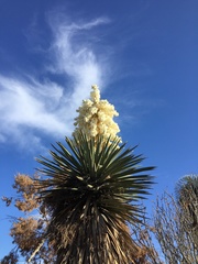 Yucca carnerosana