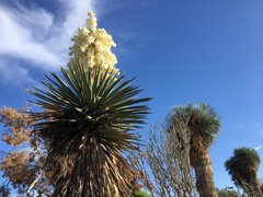 Yucca carnerosana