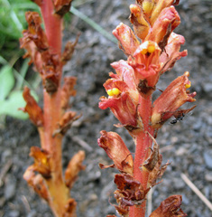 Orobanche colorata