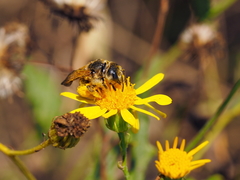 Halictus sexcinctus