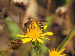 Halictus sexcinctus