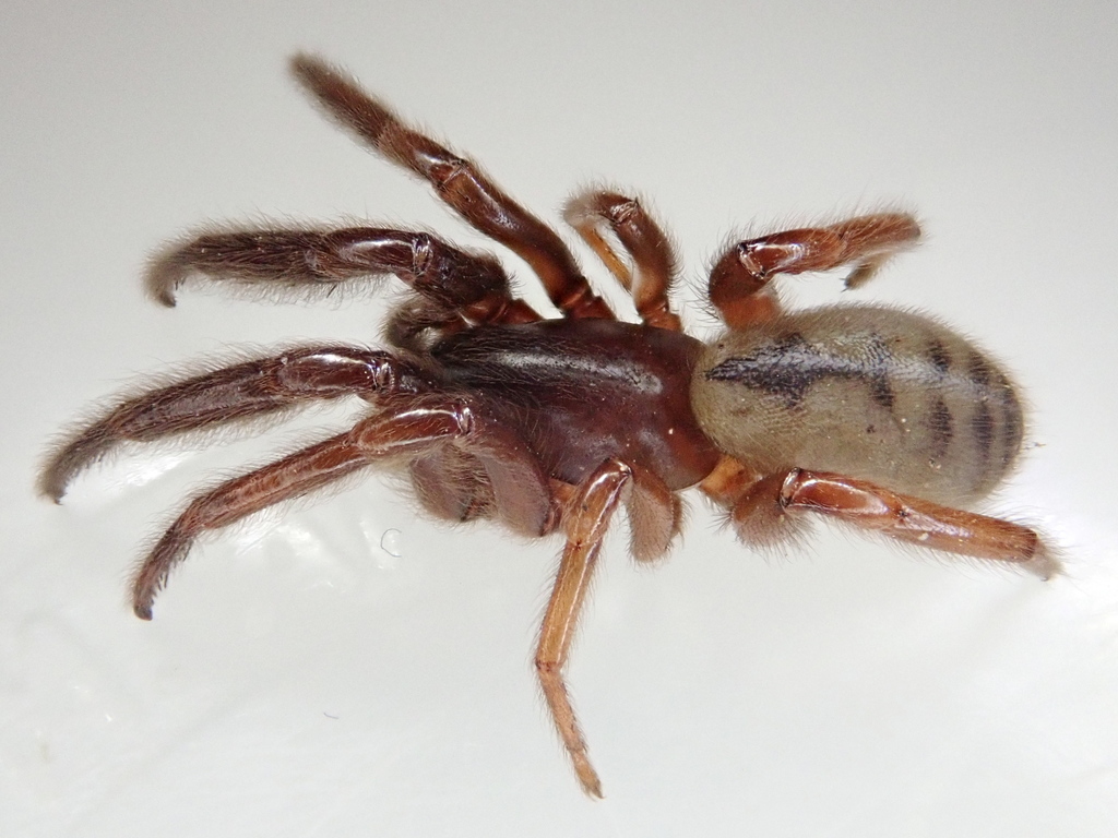 Ariadna mollis