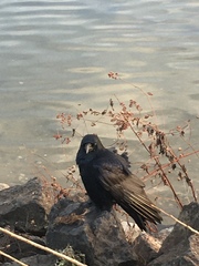 Corvus corone