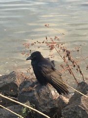 Corvus corone