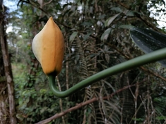 Monstera alcirana