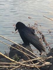 Corvus corone