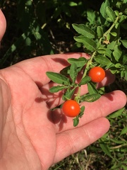 Solanum pseudocapsicum