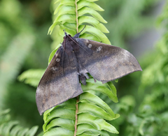Ischyja manlia