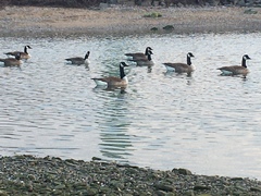 Branta canadensis