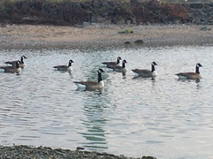 Branta canadensis