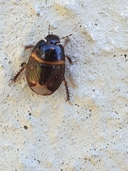 Microporus