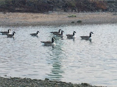 Branta canadensis