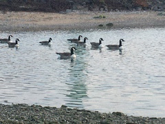 Branta canadensis