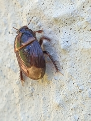 Microporus