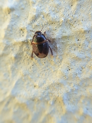 Microporus