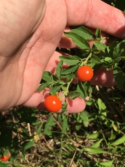 Solanum pseudocapsicum