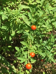 Solanum pseudocapsicum