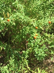 Solanum pseudocapsicum