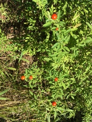 Solanum pseudocapsicum