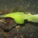 Robust Ghostpipefish - Photo (c) Franco Colnago, some rights reserved (CC BY-NC), uploaded by Franco Colnago
