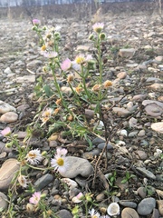 Erigeron annuus