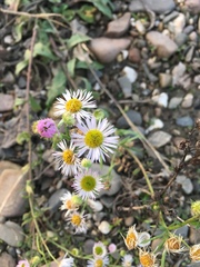 Erigeron annuus