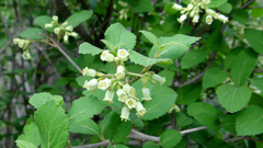 Viburnum mongolicum