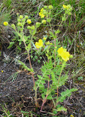 Potentilla pimpinelloides
