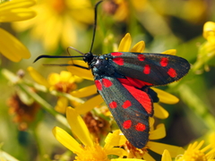Zygaena dorycnii