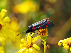 Zygaena dorycnii