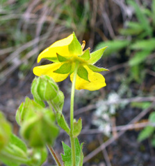 Potentilla pimpinelloides