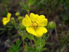 Potentilla pimpinelloides