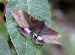 Ischyja manlia