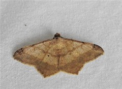 Psamatodes trientata