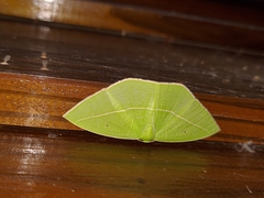 Tanaoctenia haliaria