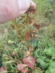 Rumex confertus