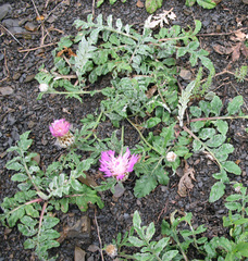 Psephellus hymenolepis