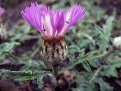 Psephellus hymenolepis