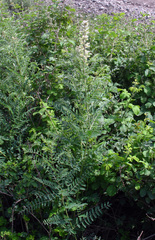 Sophora alopecuroides