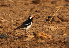 Gracupica floweri