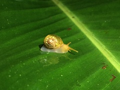 Simpulopsis