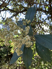 Buddleja bullata
