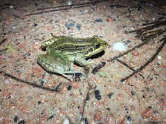 Leptodactylus paranaru