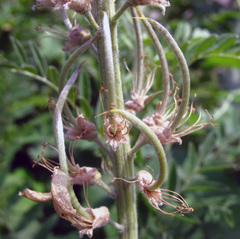 Sophora alopecuroides