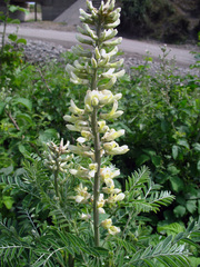Sophora alopecuroides