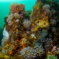 Ectopleura crocea